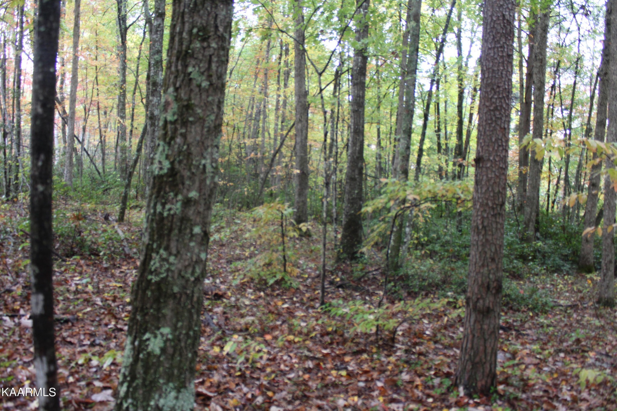 25 Copley Cemetery Road Jamestown, TN 38556 - Photo 14 of 52 Gallery Image 14