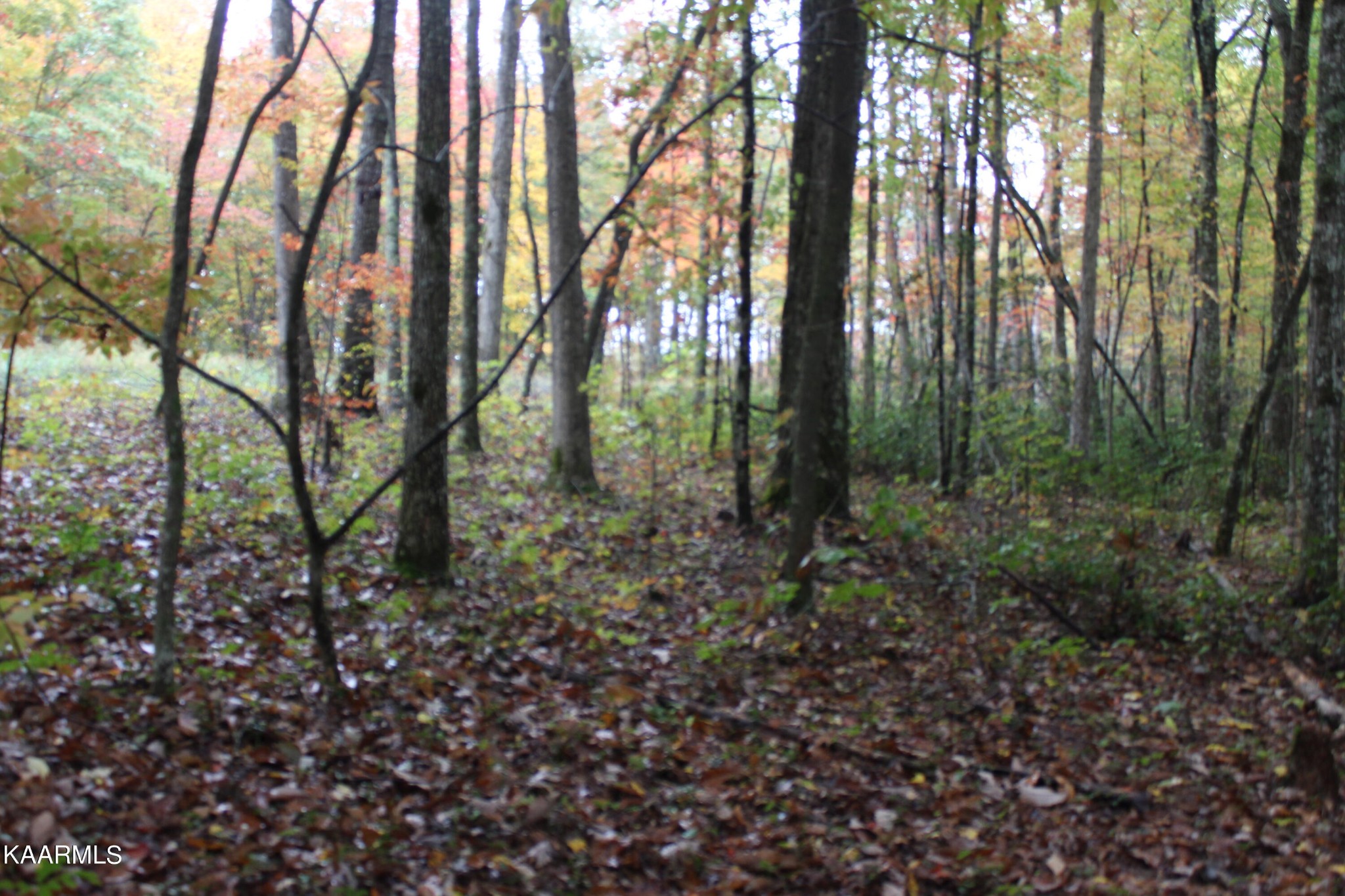 25 Copley Cemetery Road Jamestown, TN 38556 - Photo 15 of 52 Gallery Image 15