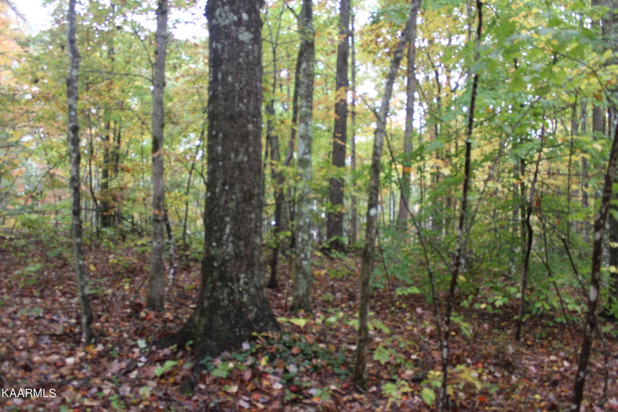 25 Copley Cemetery Road Jamestown, TN 38556 - Photo 2 of 52 Gallery Image 2