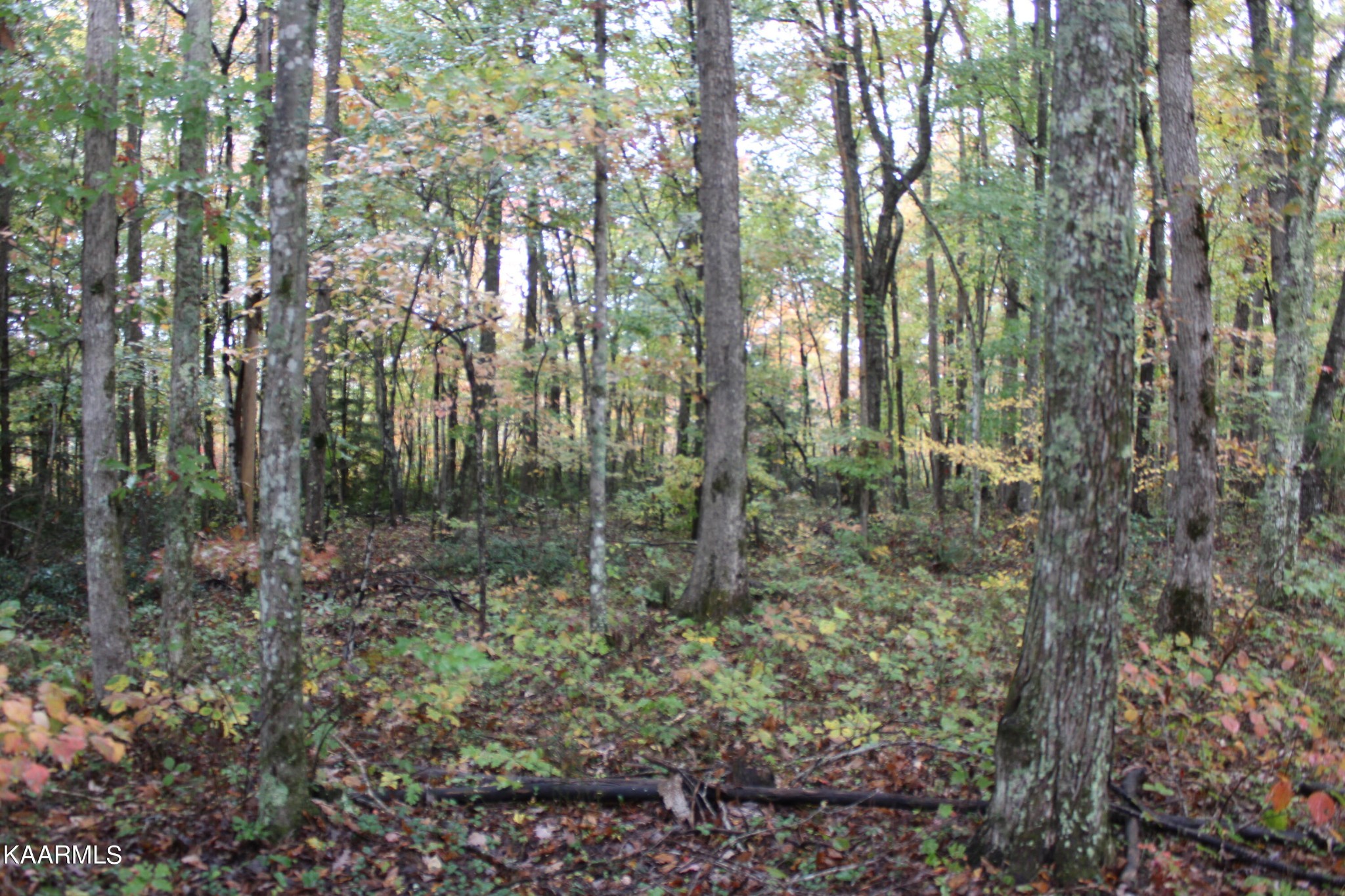 25 Copley Cemetery Road Jamestown, TN 38556 - Photo 4 of 52 Gallery Image 4