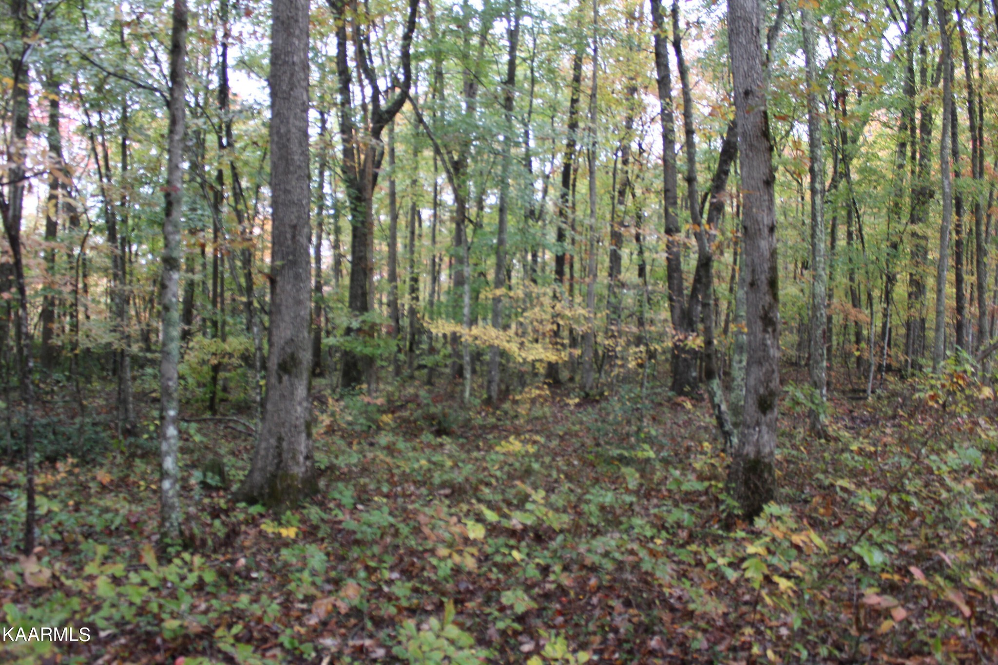 25 Copley Cemetery Road Jamestown, TN 38556 - Photo 10 of 52 Gallery Image 10