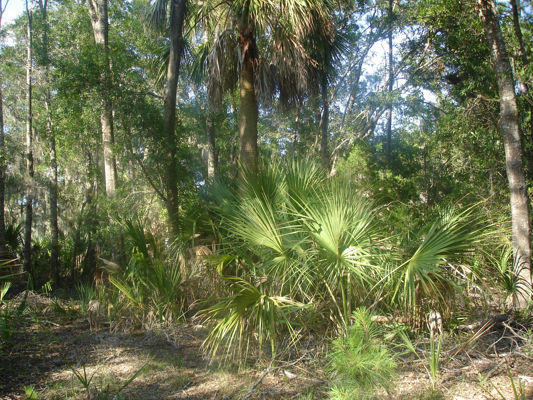 Palmetto Rd deep water (15)