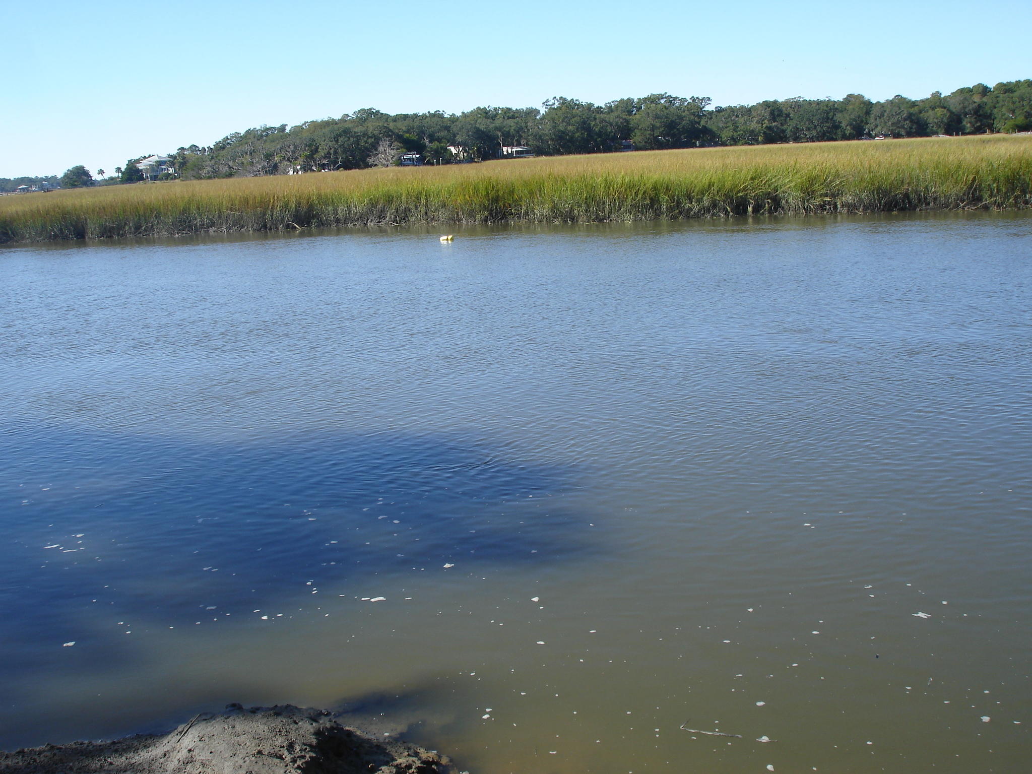 Palmetto Rd NOV 3 (11)
