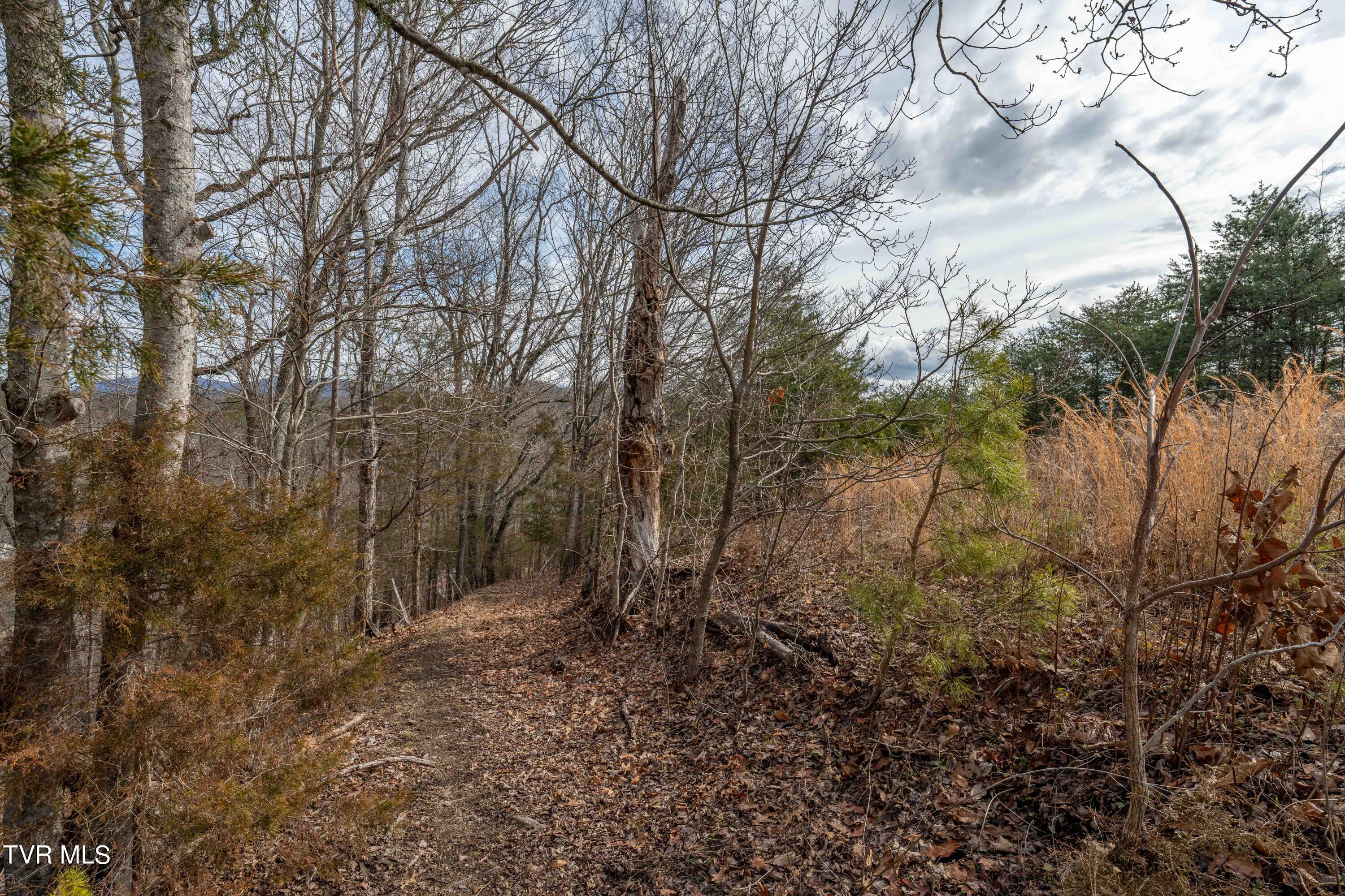 Tbd Lick Creek Road Watauga, TN 37694 - Photo 28 of 38 Lick Creek Rd (28 of 38)