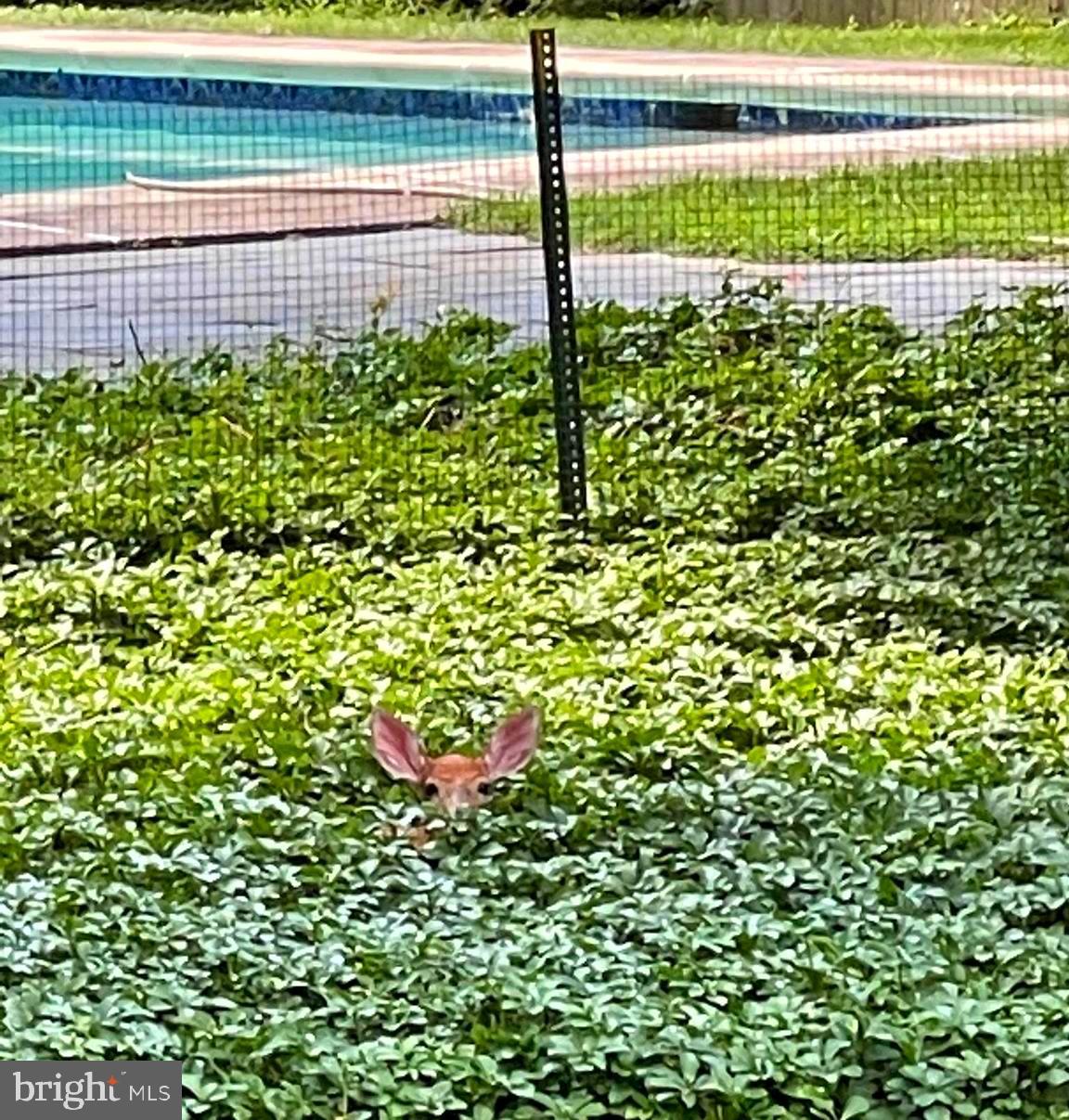 944 Stuart Road Princeton, NJ 08540 - Photo 22 of 40 Fawn playing peek-a-boo with the photographer!