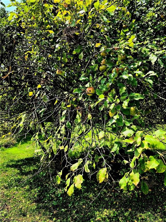 609 Trout Run Road Punxsutawney, PA 15767 - Photo 17 of 34 a view of a tree