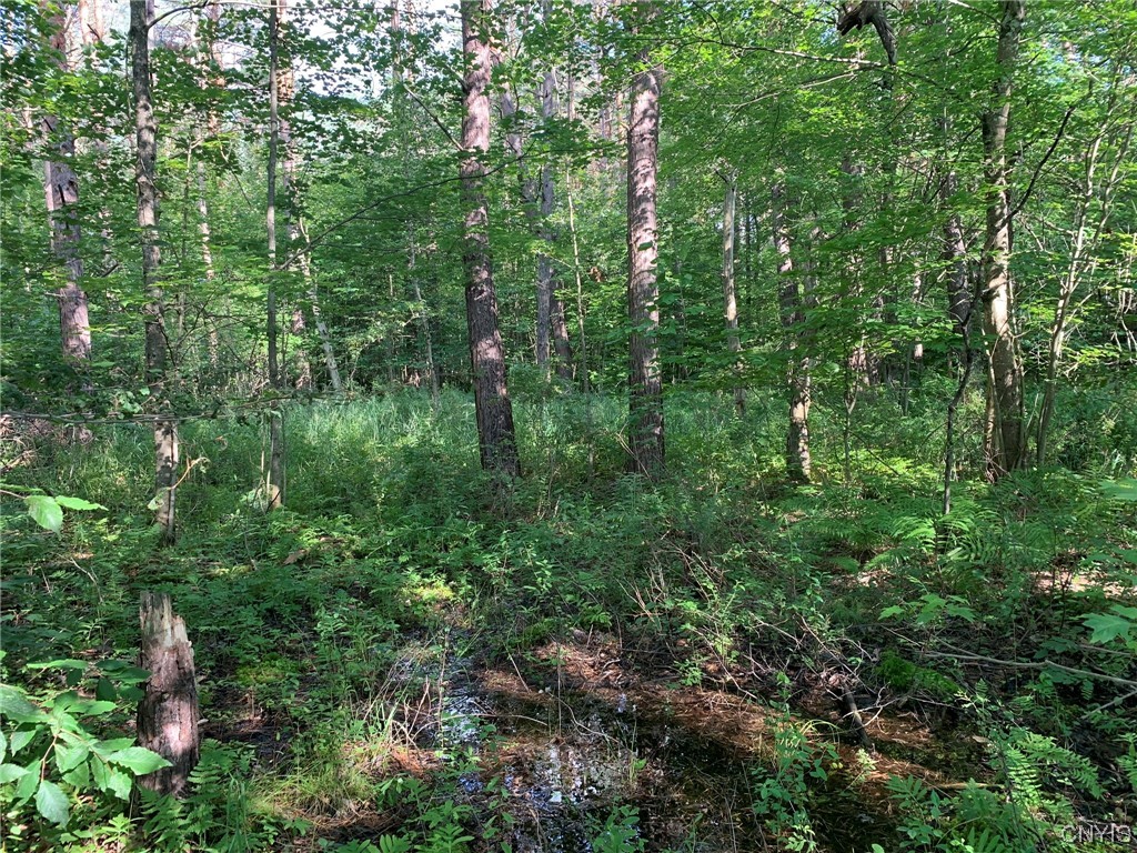 0 French Settlement Road Harrisville, NY 13648 - Photo 12 of 30 Sawtimber Scotch Pine