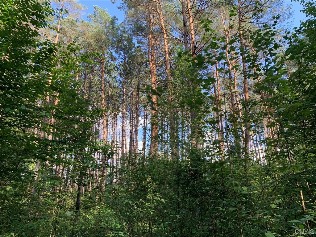 0 French Settlement Road Harrisville, NY 13648 - Photo 14 of 30 Tall Scotch Pine Trees