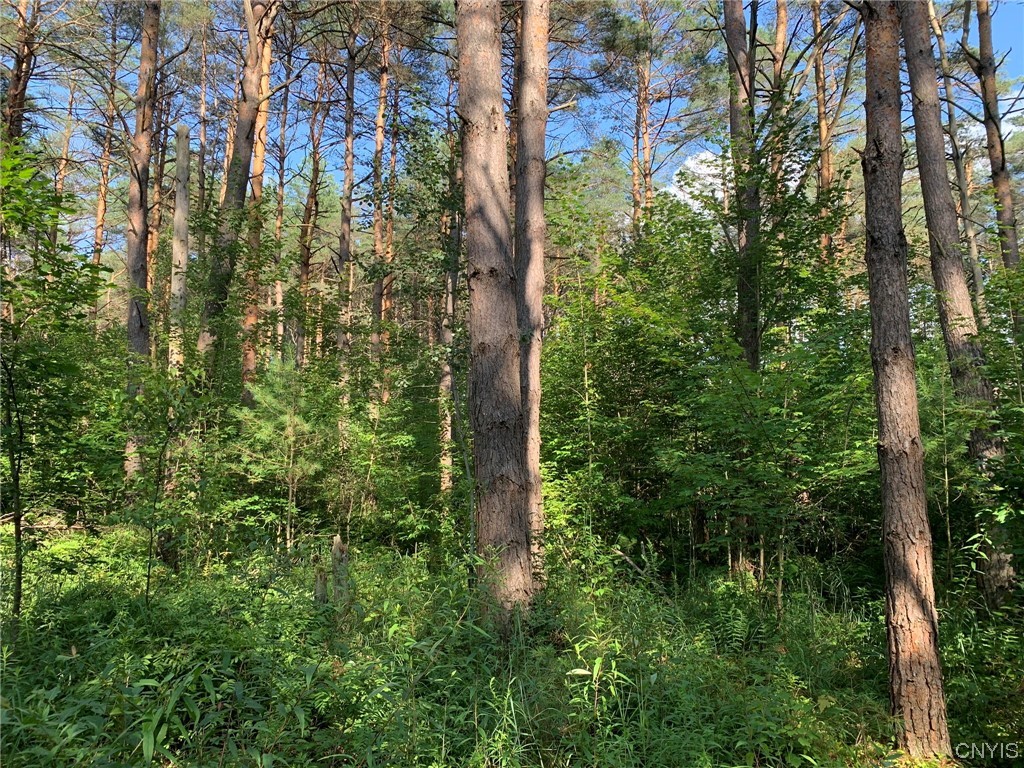 0 French Settlement Road Harrisville, NY 13648 - Photo 15 of 30 Scotch Pine Sawtimber