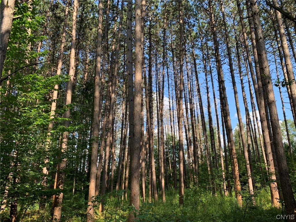 0 French Settlement Road Harrisville, NY 13648 - Photo 17 of 30 Red Pine Plantation