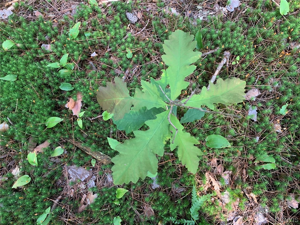 0 French Settlement Road Harrisville, NY 13648 - Photo 18 of 30 White Oak Seedling