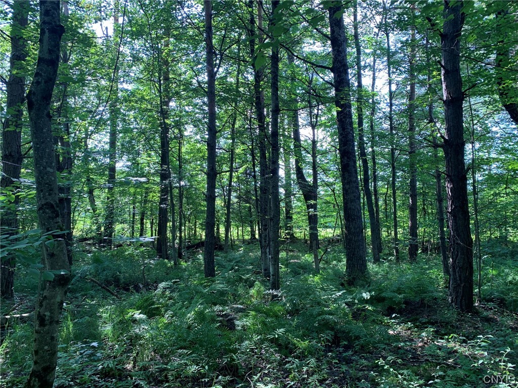0 French Settlement Road Harrisville, NY 13648 - Photo 19 of 30 Aspen and Scotch Pine