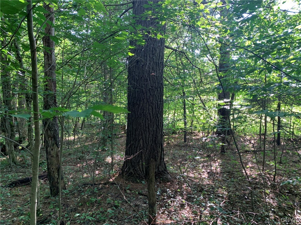 0 French Settlement Road Harrisville, NY 13648 - Photo 20 of 30 Large White Pine Sawtimber