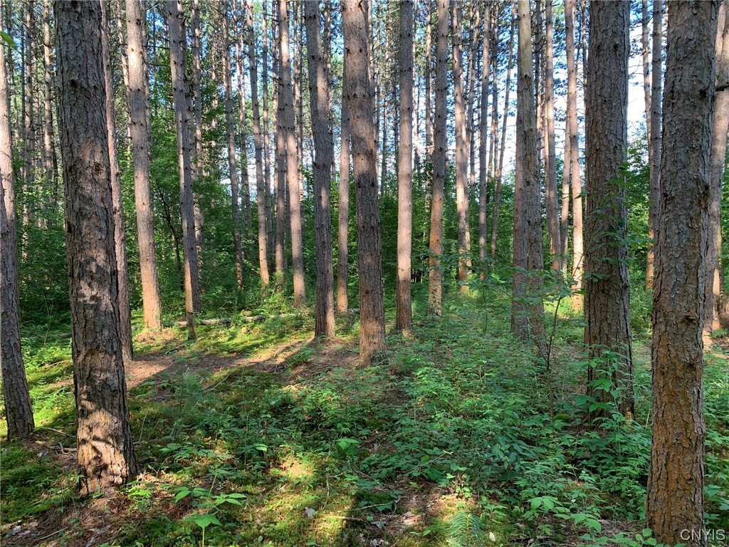 0 French Settlement Road Harrisville, NY 13648 - Photo 22 of 30 Thick Stand of Red Pine