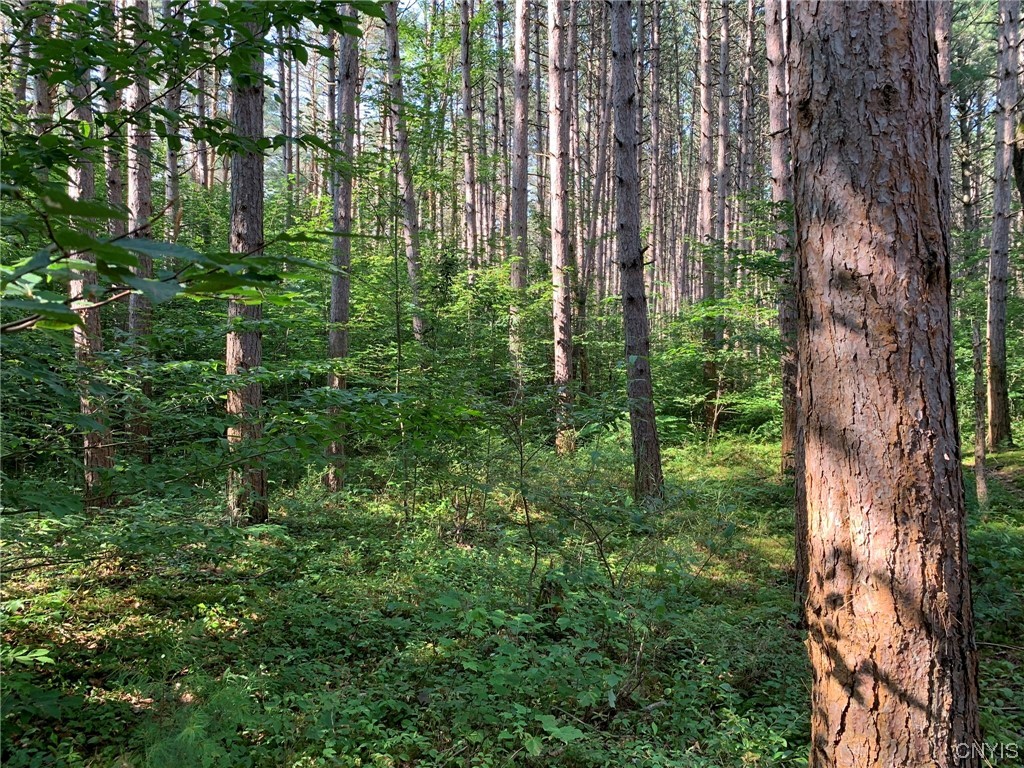 0 French Settlement Road Harrisville, NY 13648 - Photo 23 of 30 Dense Understory Vegetation