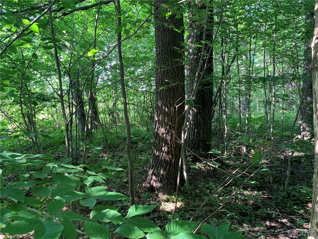 0 French Settlement Road Harrisville, NY 13648 - Photo 24 of 30 White Pine Sawtimber