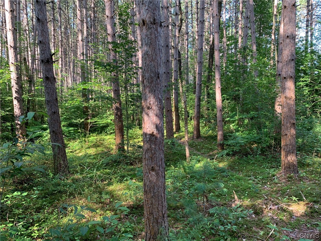 0 French Settlement Road Harrisville, NY 13648 - Photo 25 of 30 Red Pine