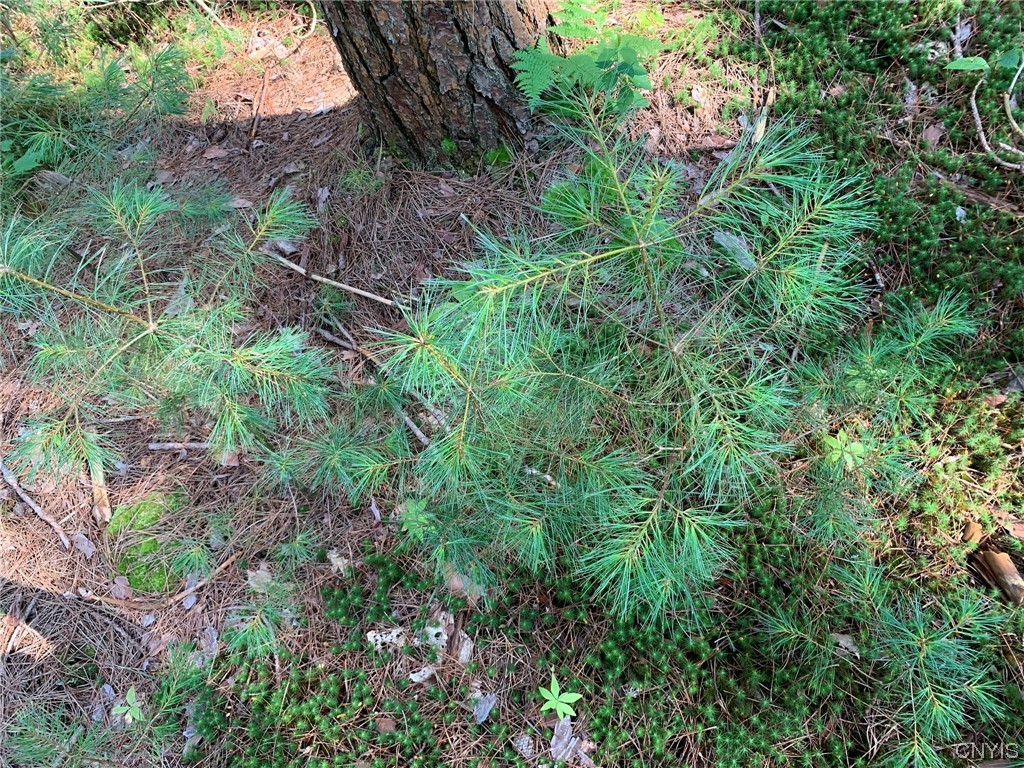 0 French Settlement Road Harrisville, NY 13648 - Photo 26 of 30 White Pine Seedlings