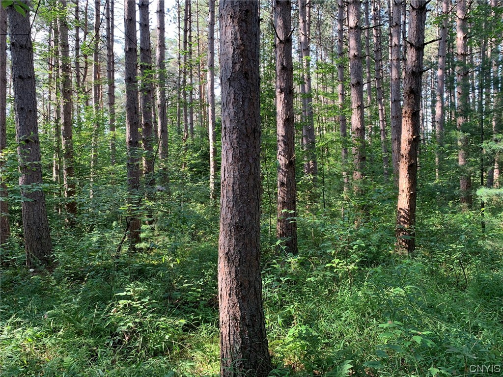 0 French Settlement Road Harrisville, NY 13648 - Photo 27 of 30 Thick Understory Vegetation
