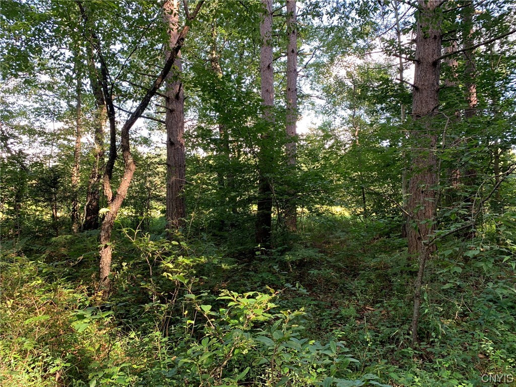 0 French Settlement Road Harrisville, NY 13648 - Photo 28 of 30 Riverside Pines and Hardwoods
