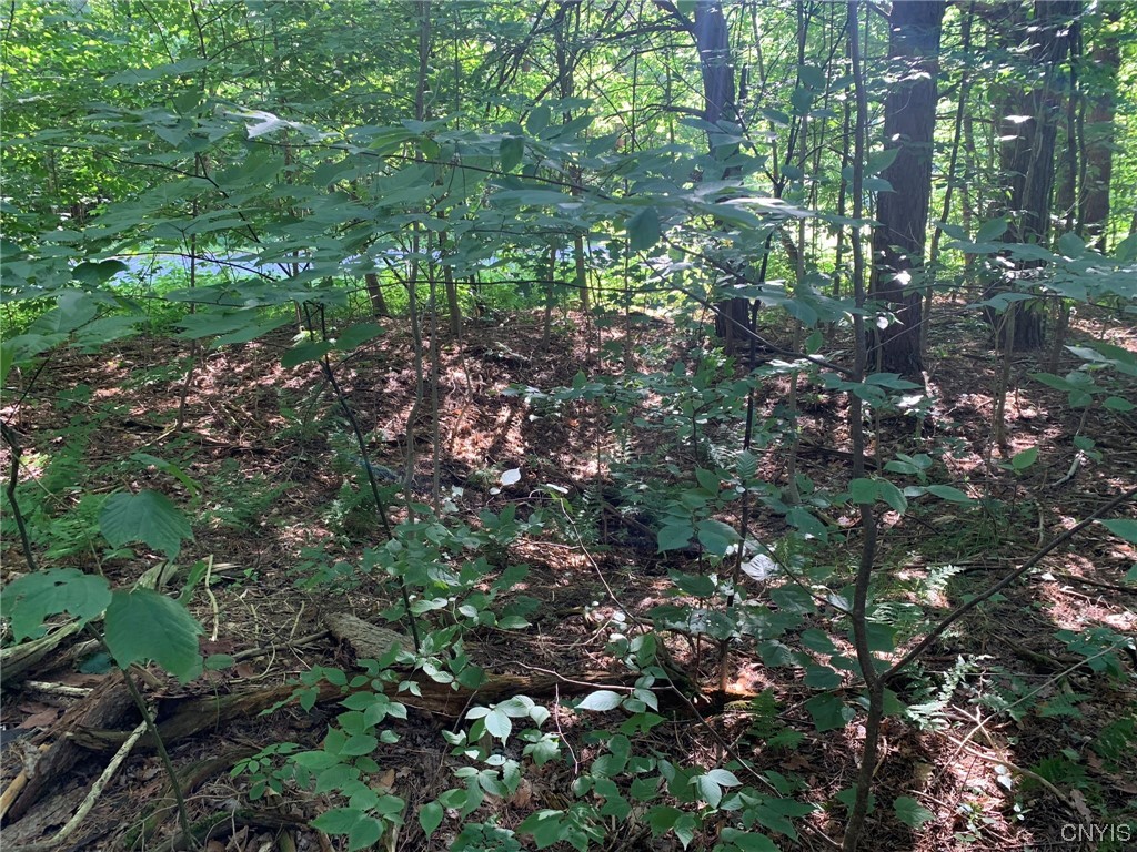 0 French Settlement Road Harrisville, NY 13648 - Photo 5 of 30 Old Foundation Site Roadside