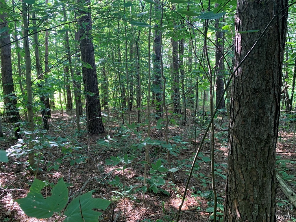 0 French Settlement Road Harrisville, NY 13648 - Photo 6 of 30 Roadside Building Site in Pines
