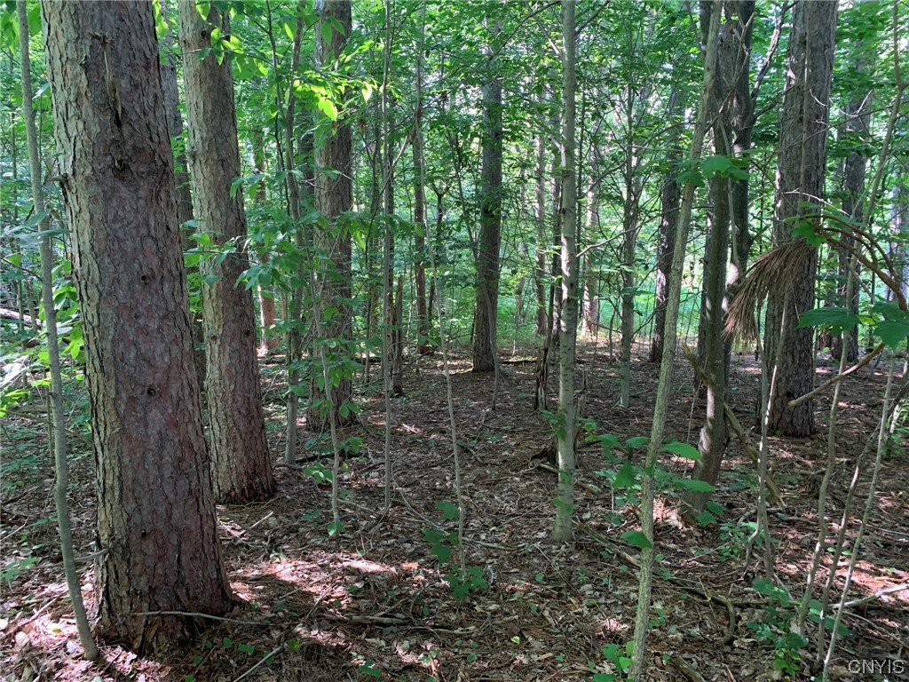 0 French Settlement Road Harrisville, NY 13648 - Photo 7 of 30 Building Site in Pines