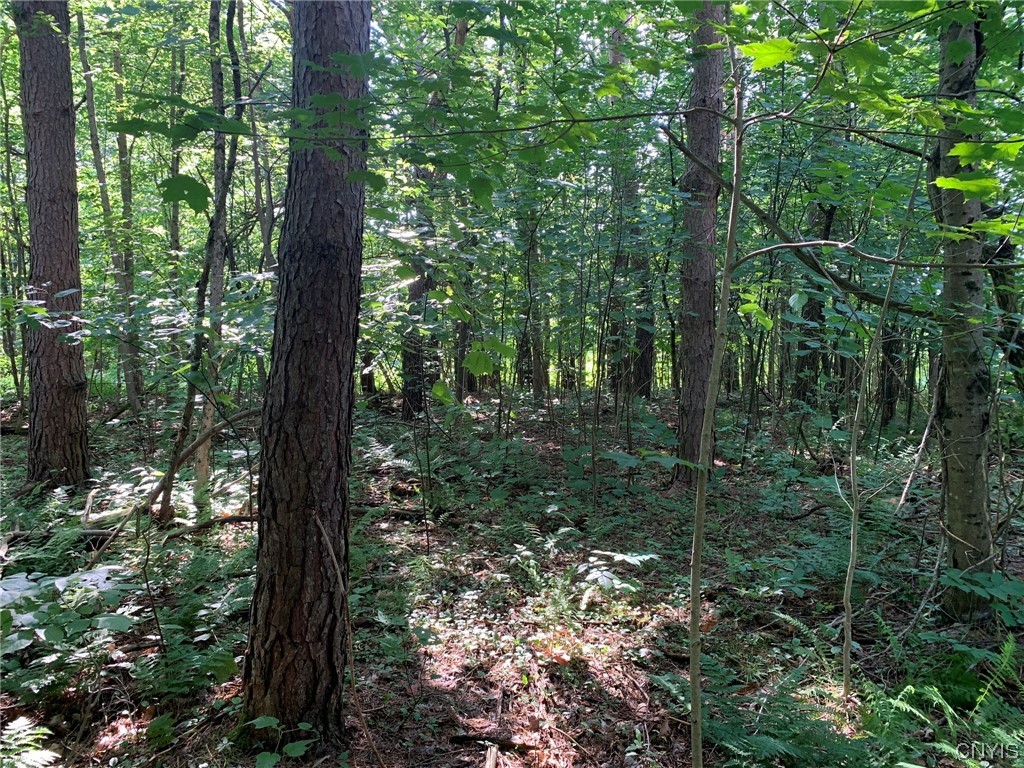 0 French Settlement Road Harrisville, NY 13648 - Photo 8 of 30 Roadside Building Site