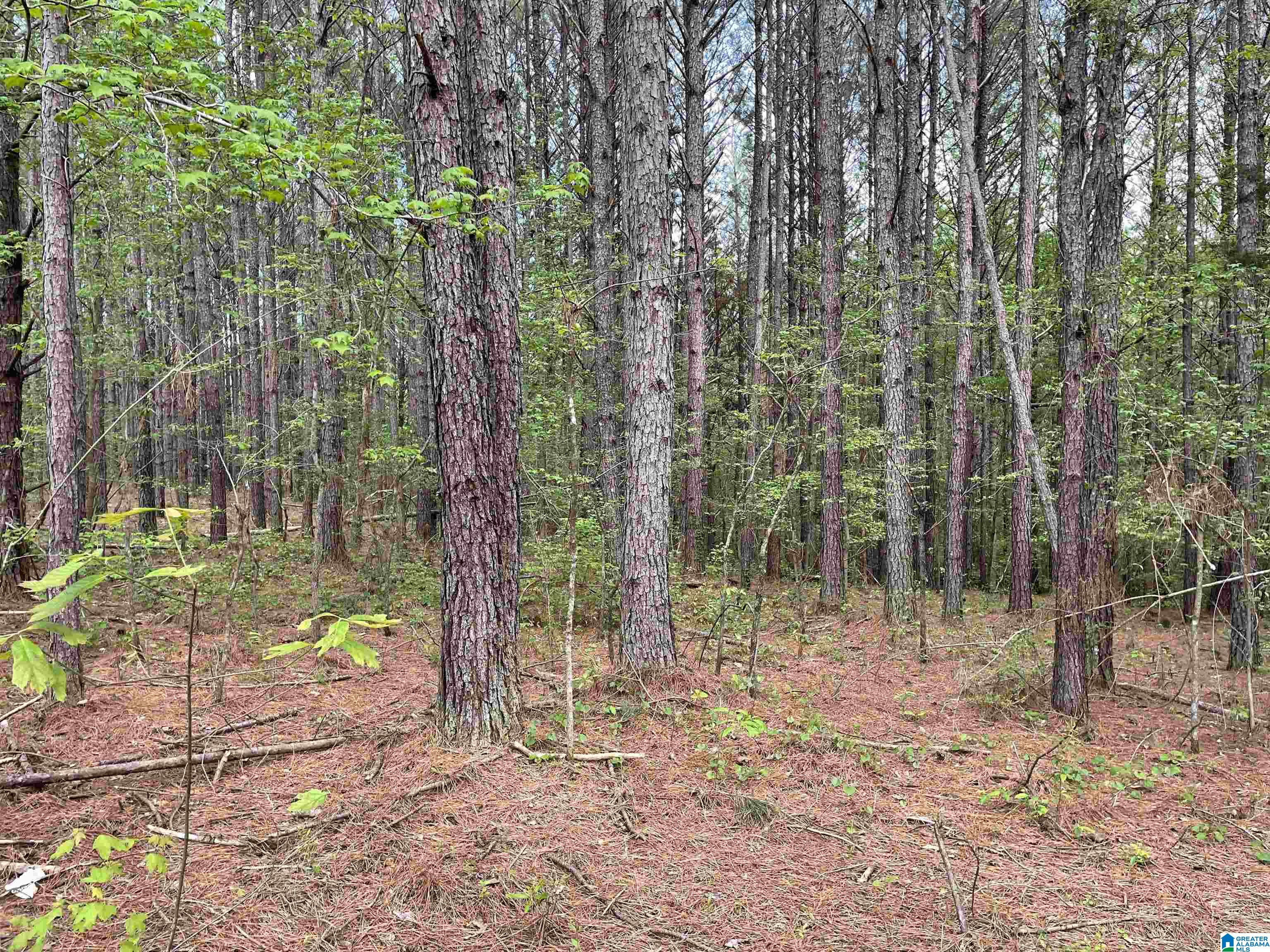 0 Bud Cummings Road, Unit 42 Roanoke, AL 36274 - Photo 2 of 5