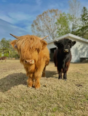 $1,189,500 | 2345 North Reid Hooker Road, Eads, TN 38028