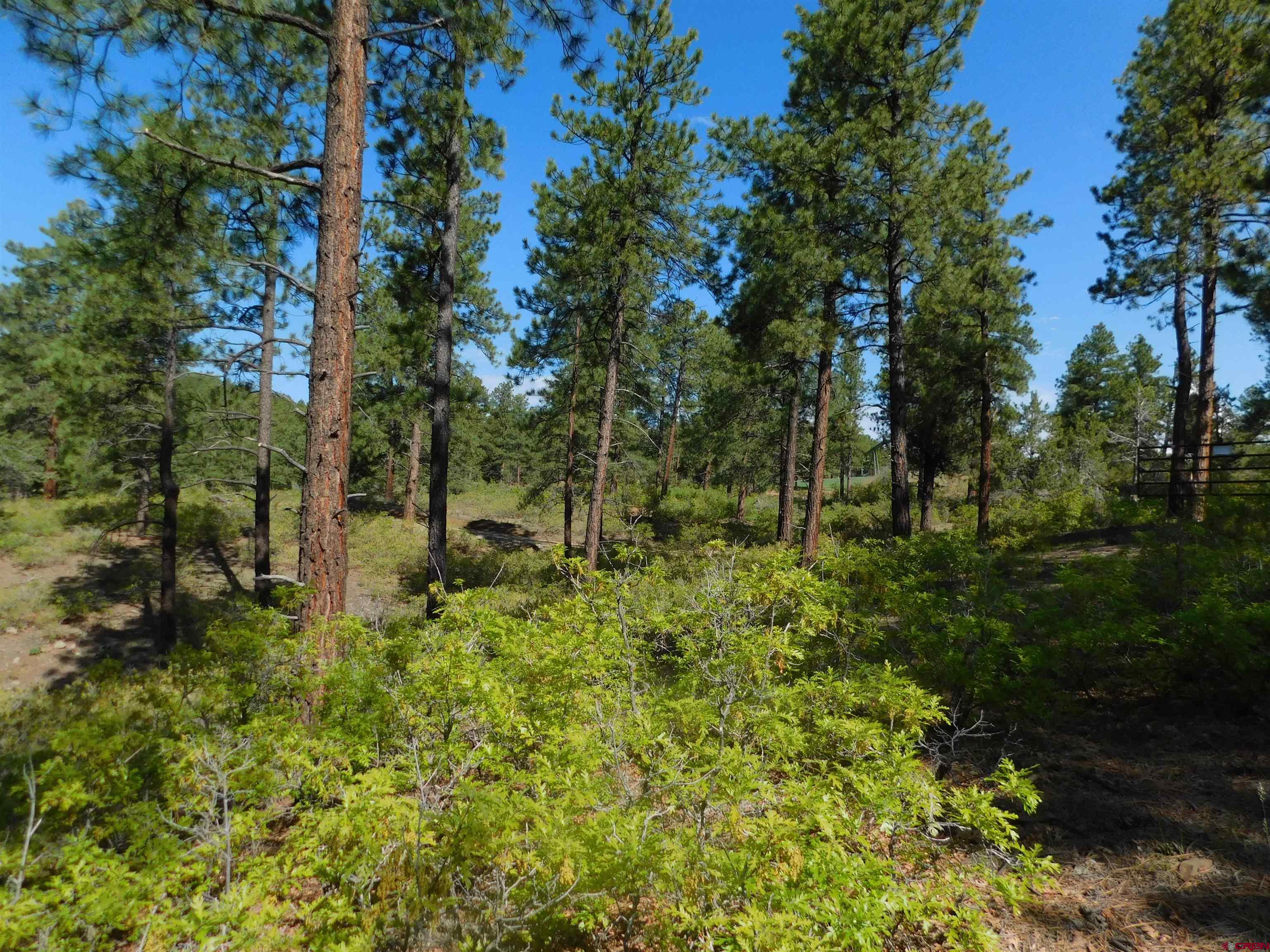 1689 Bald Eagle Road Bayfield, CO 81122 - Photo 11 of 15 a big yard with lots of green space and trees