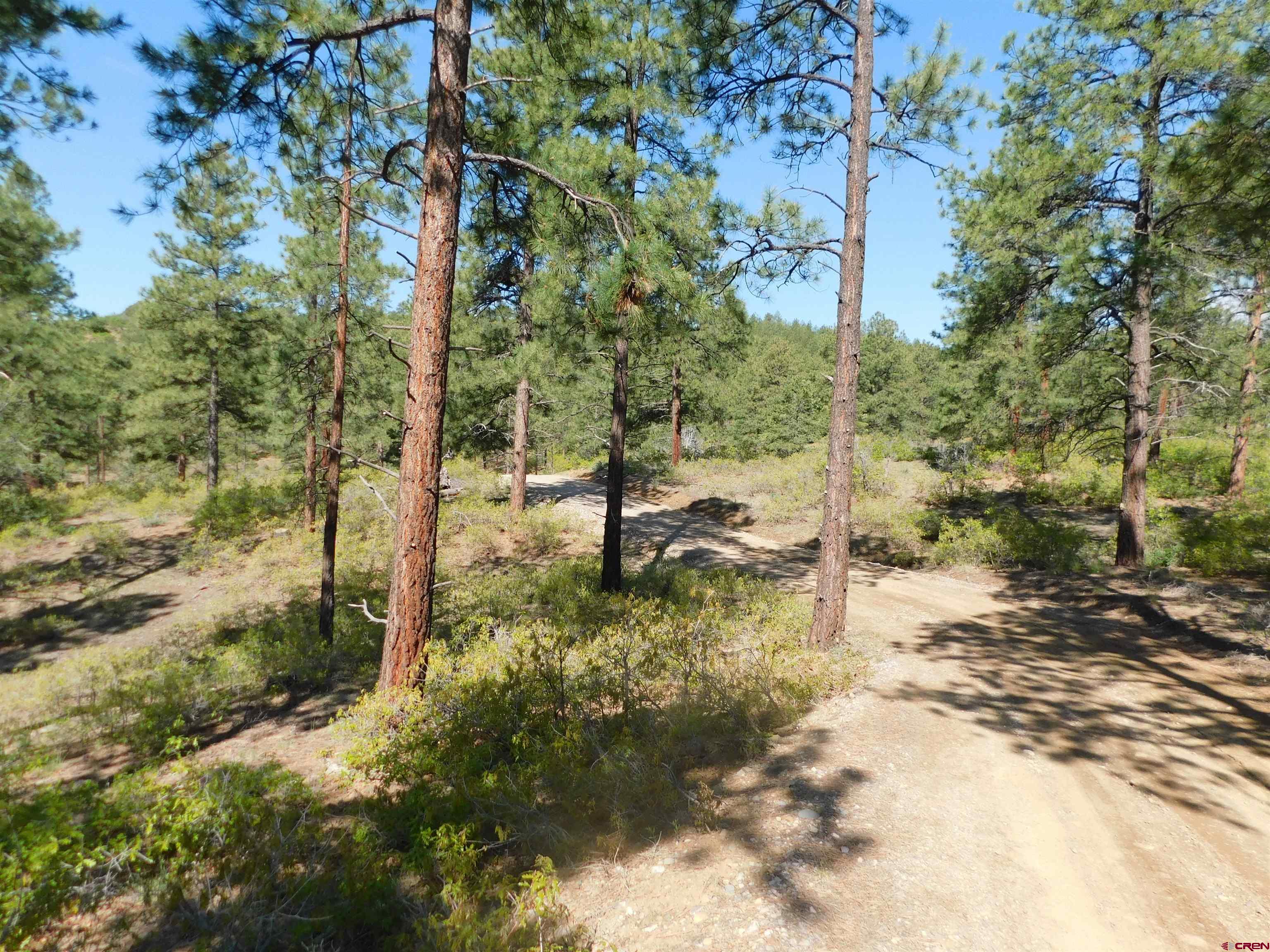 1689 Bald Eagle Road Bayfield, CO 81122 - Photo 12 of 15 a view of a forest with trees