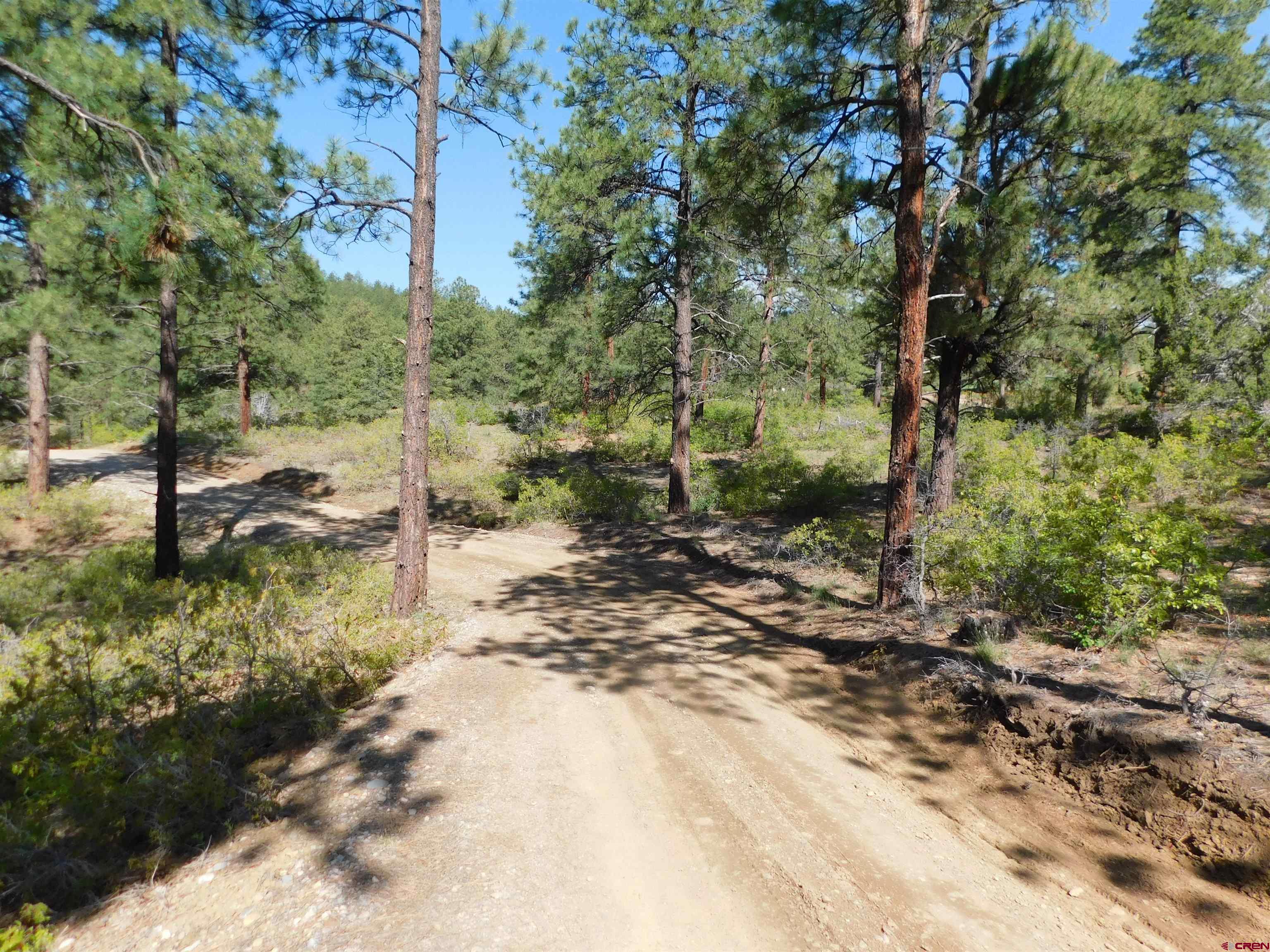1689 Bald Eagle Road Bayfield, CO 81122 - Photo 13 of 15 a view of a forest with trees