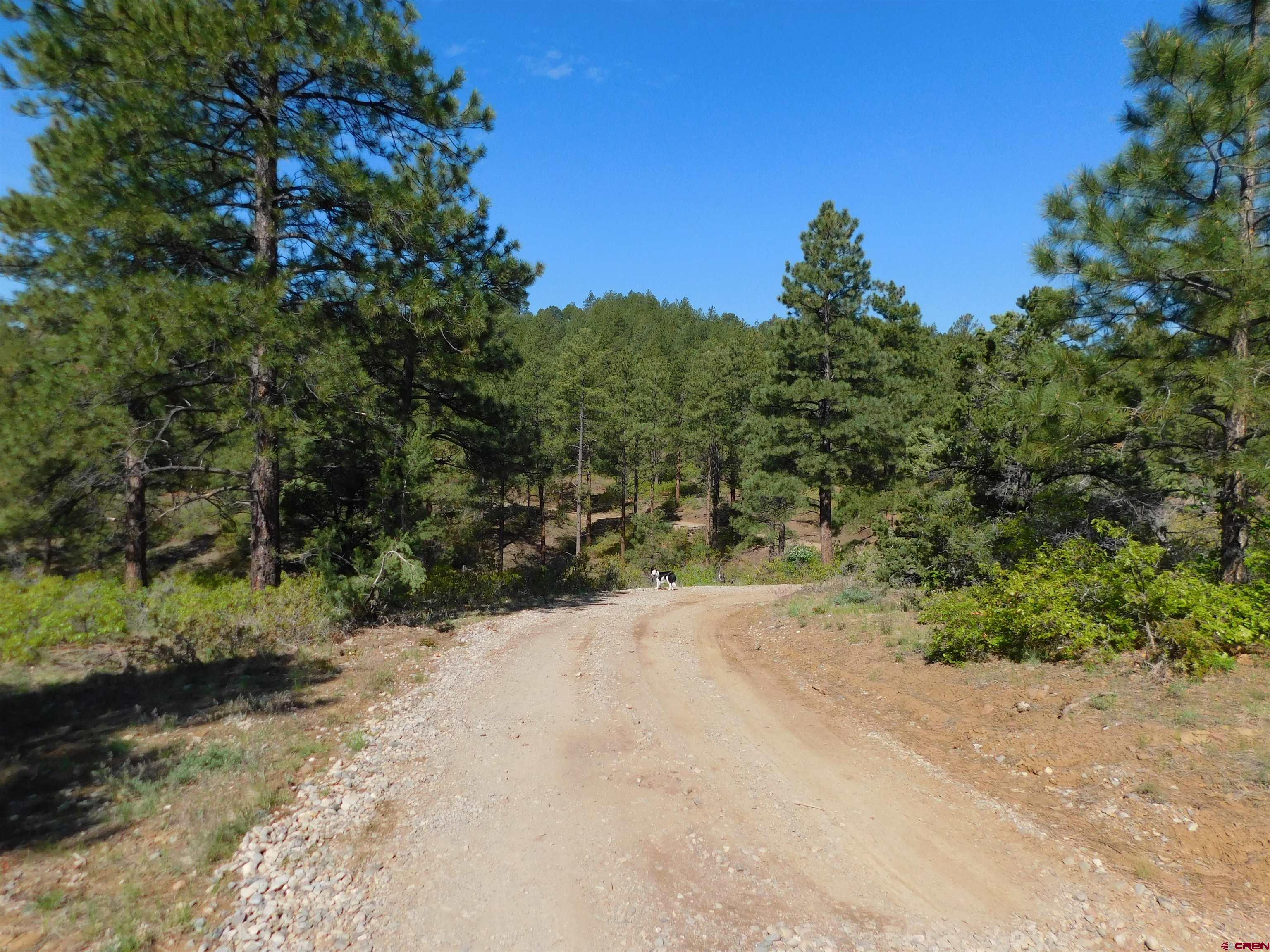 1689 Bald Eagle Road Bayfield, CO 81122 - Photo 14 of 15 a view of a yard with a tree