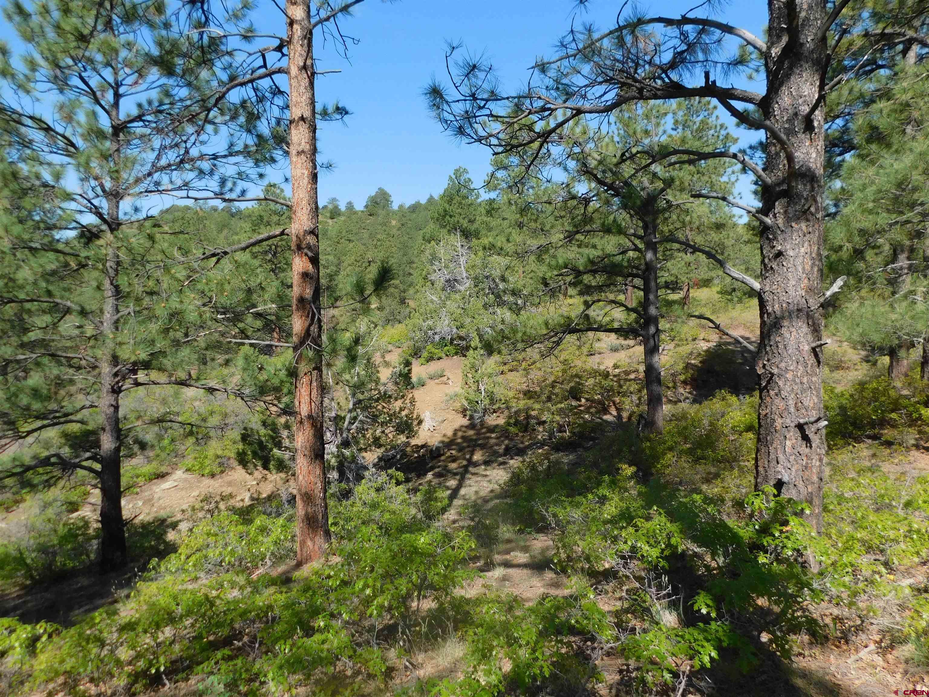 1689 Bald Eagle Road Bayfield, CO 81122 - Photo 3 of 15 a view of a garden