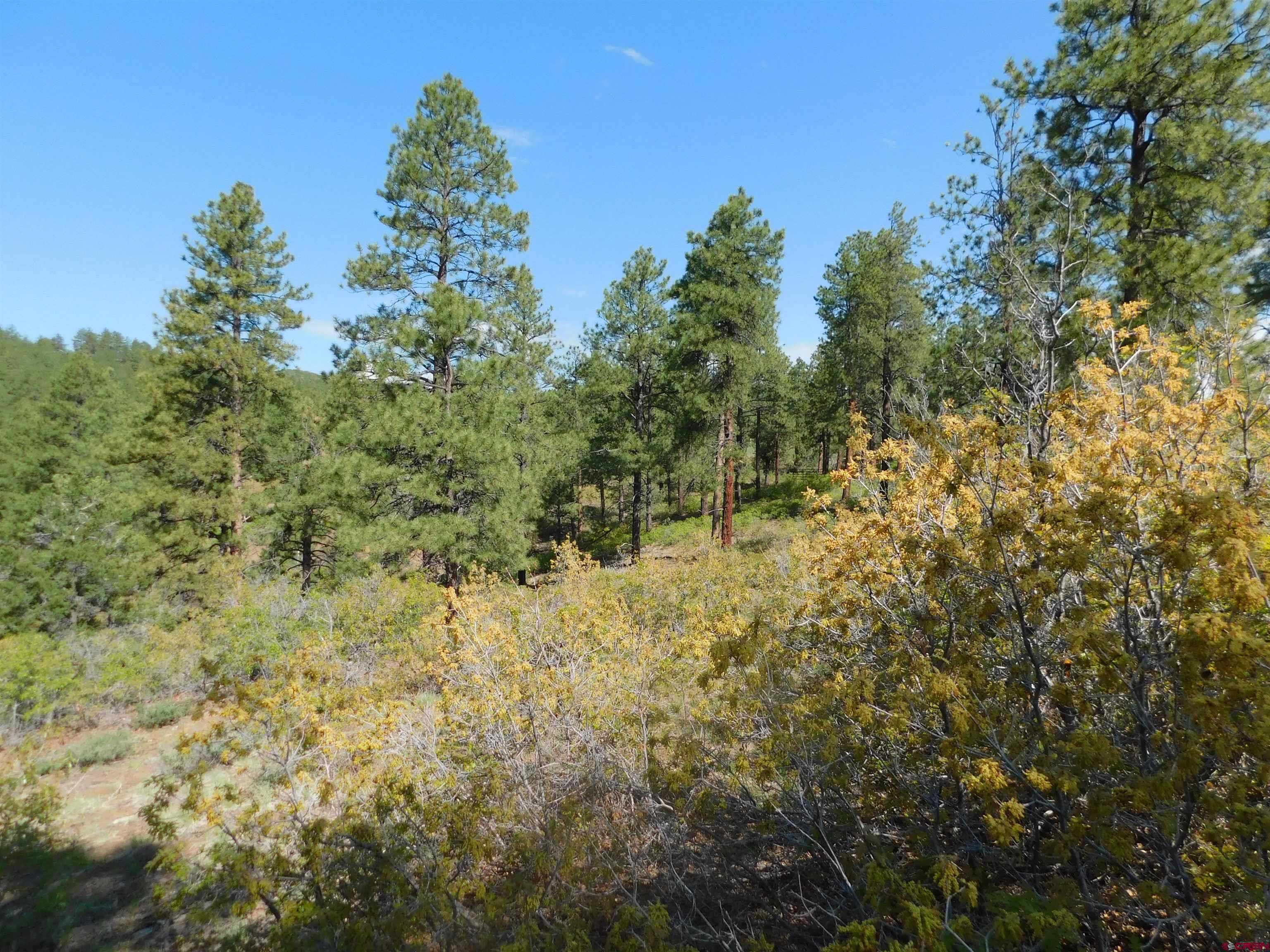 1689 Bald Eagle Road Bayfield, CO 81122 - Photo 4 of 15 a view of a yard with a tree