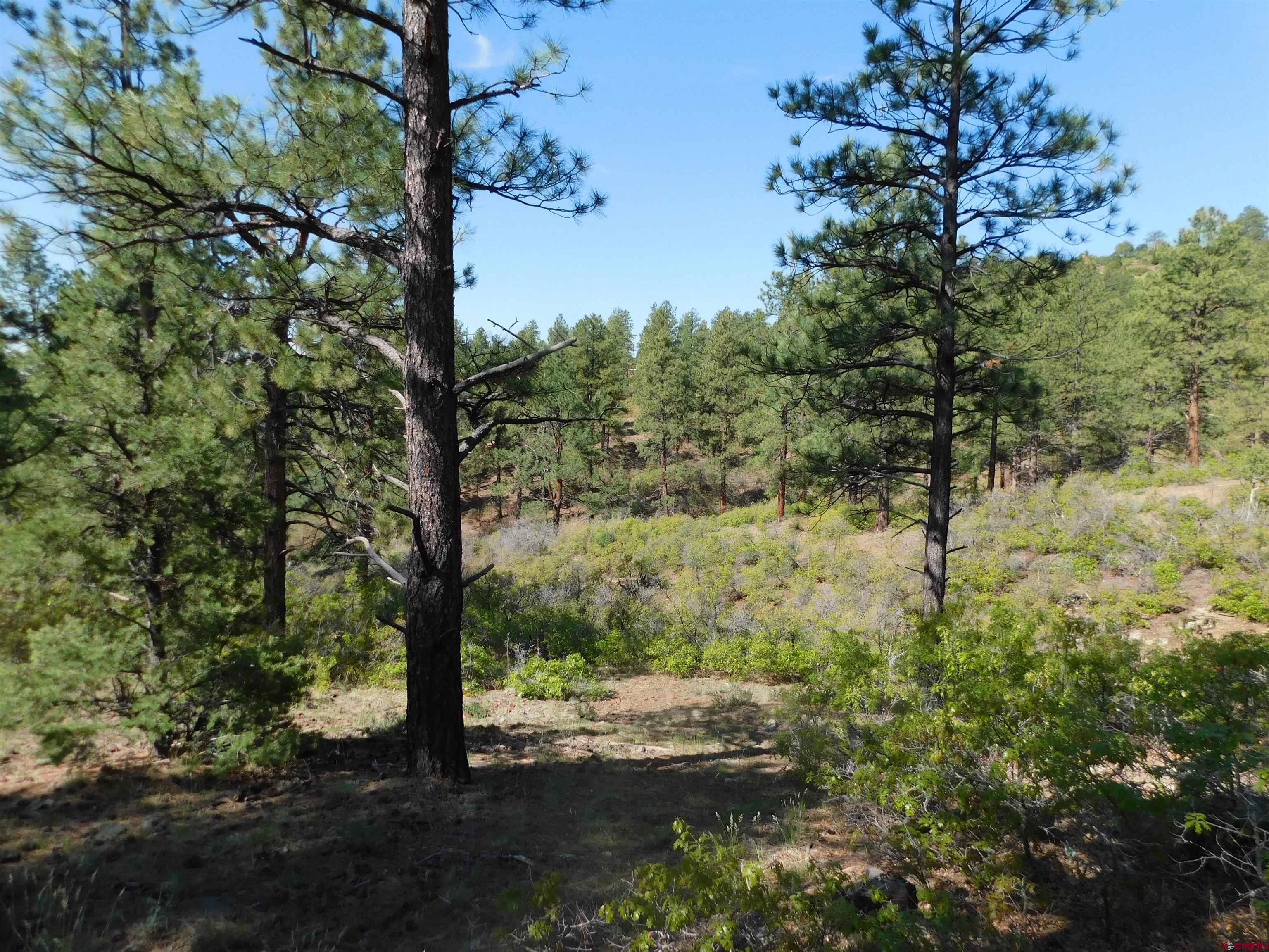 1689 Bald Eagle Road Bayfield, CO 81122 - Photo 5 of 15 a view of a forest with trees
