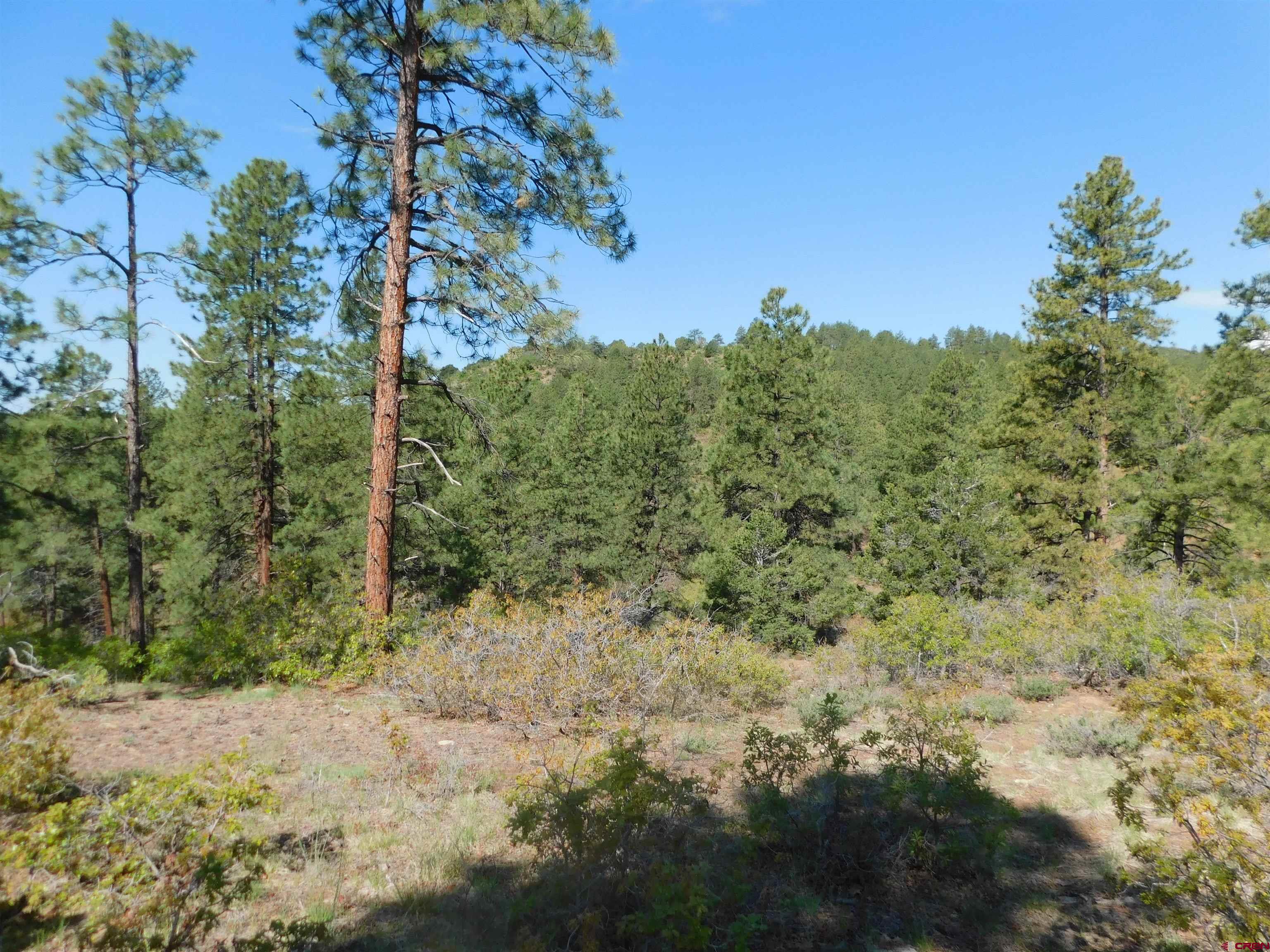1689 Bald Eagle Road Bayfield, CO 81122 - Photo 8 of 15 a view of a yard with a tree