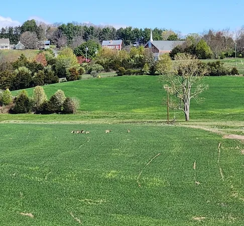 a view of a grassy field with trees