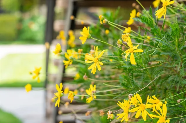 a view of a yard with swimming pool