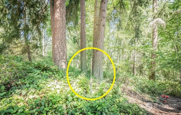 a view of a trees with a swimming pool