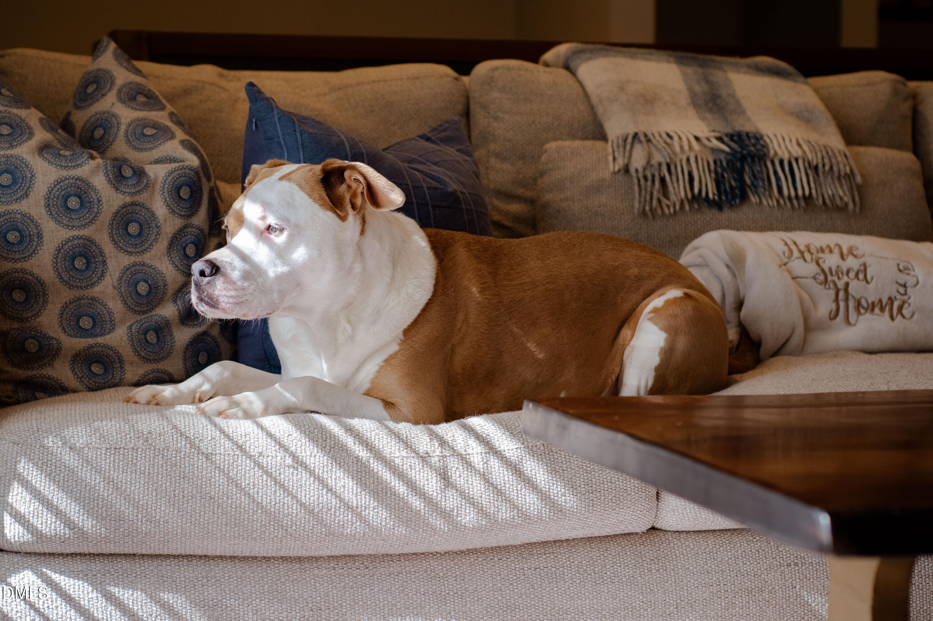 408 Troy Place Raleigh, NC 27609 - Photo 9 of 49 a close view of a couches in a bedroom