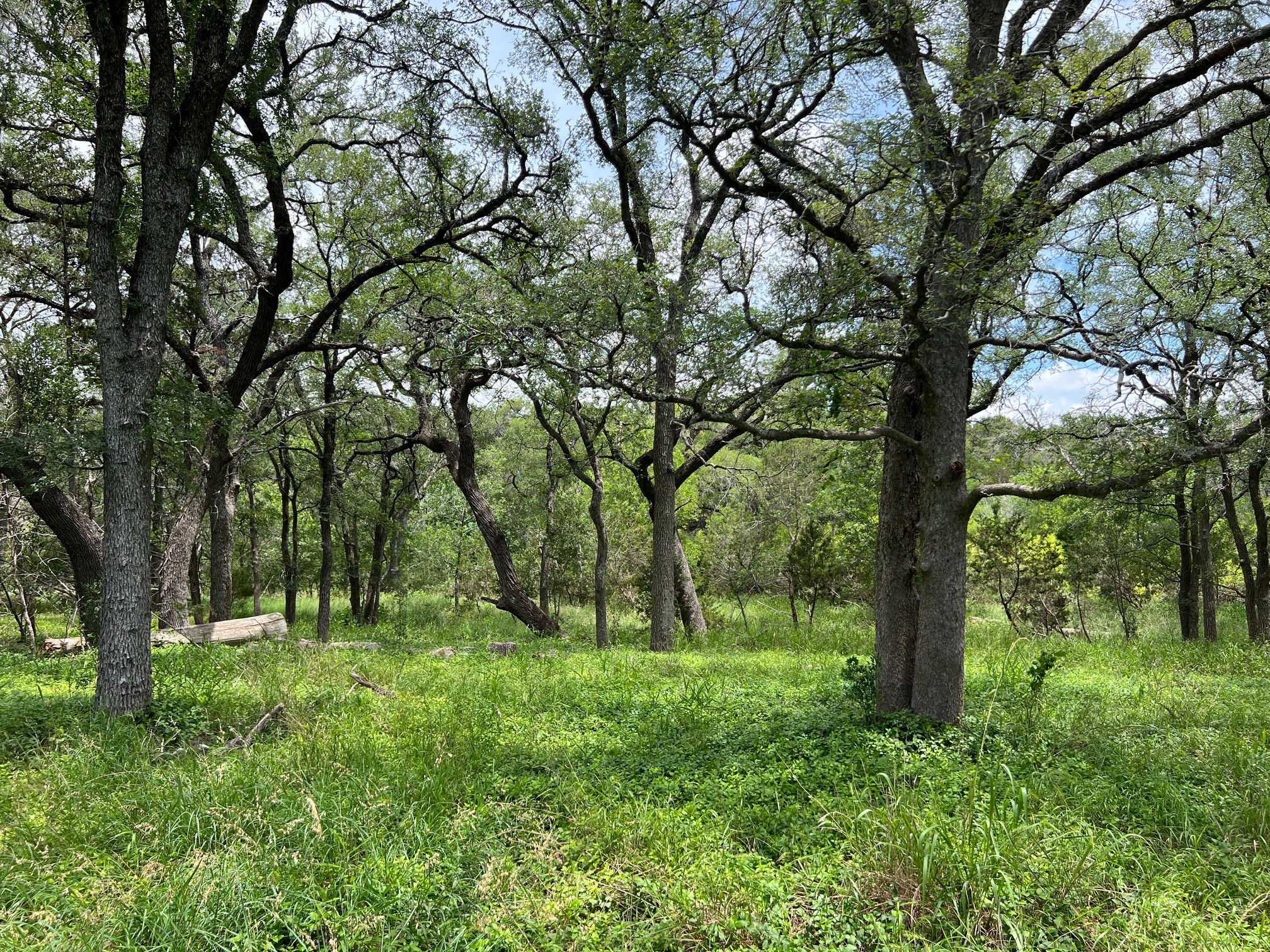 Tbd Lot Pt 19 Tbd Road Blanco, TX 78606 - Photo 1 of 8