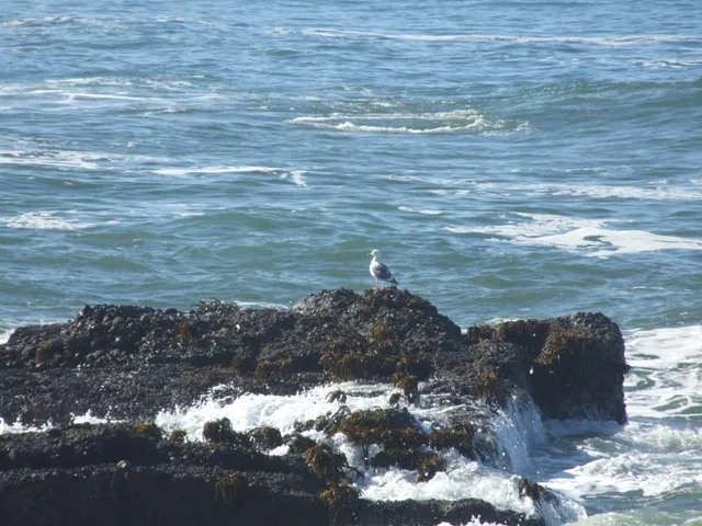 $2,500,000 | 10247 Cabrillo Highway, Pescadero, CA 94060