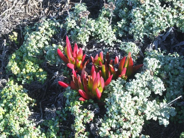 $2,500,000 | 10247 Cabrillo Highway, Pescadero, CA 94060