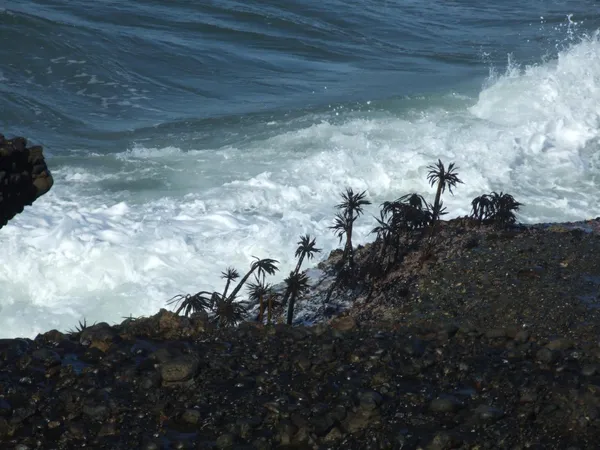 a view of a dry yard with trees