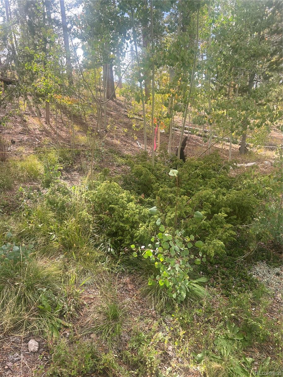 Sunshine Loop Fairplay, CO 80440 - Photo 4 of 13 a backyard of a house with large trees