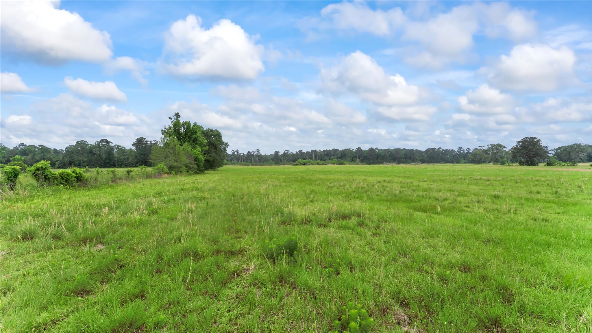 2760 Stringtown Road Shepherd, TX 77371 - Photo 28 of 46 a view of a big yard with plants and a large tree