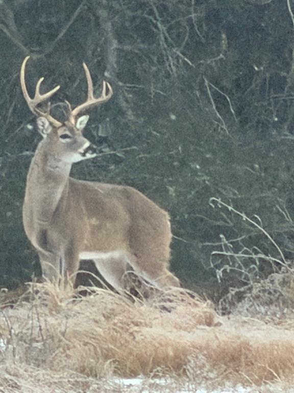 5337 Dusty Road Athens, TX 75752 - Photo 30 of 32 View of Deer on Property