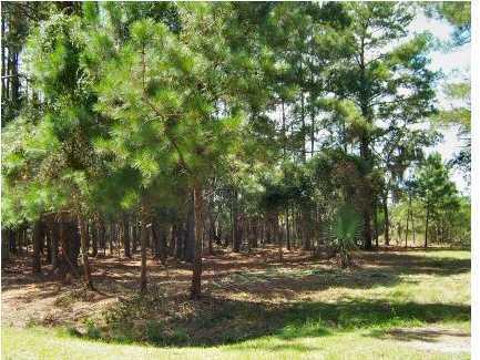 8480 Chisolm Pltn Road Edisto Island, SC 29438 - Photo 5 of 21 5